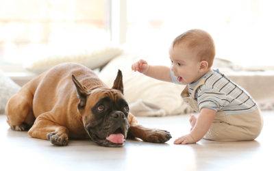 Teaching your children how to respect animals