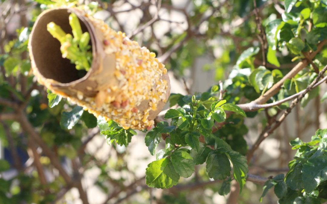 How to make a bird feeder in a few easy steps